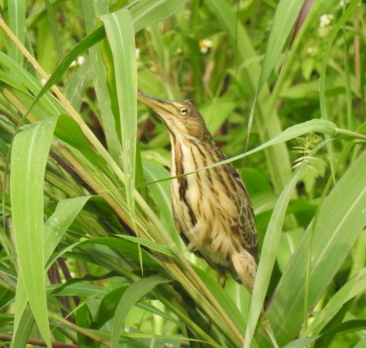 Cinnamon Bittern - ML624109623