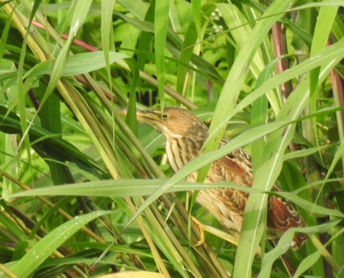 Cinnamon Bittern - ML624109624