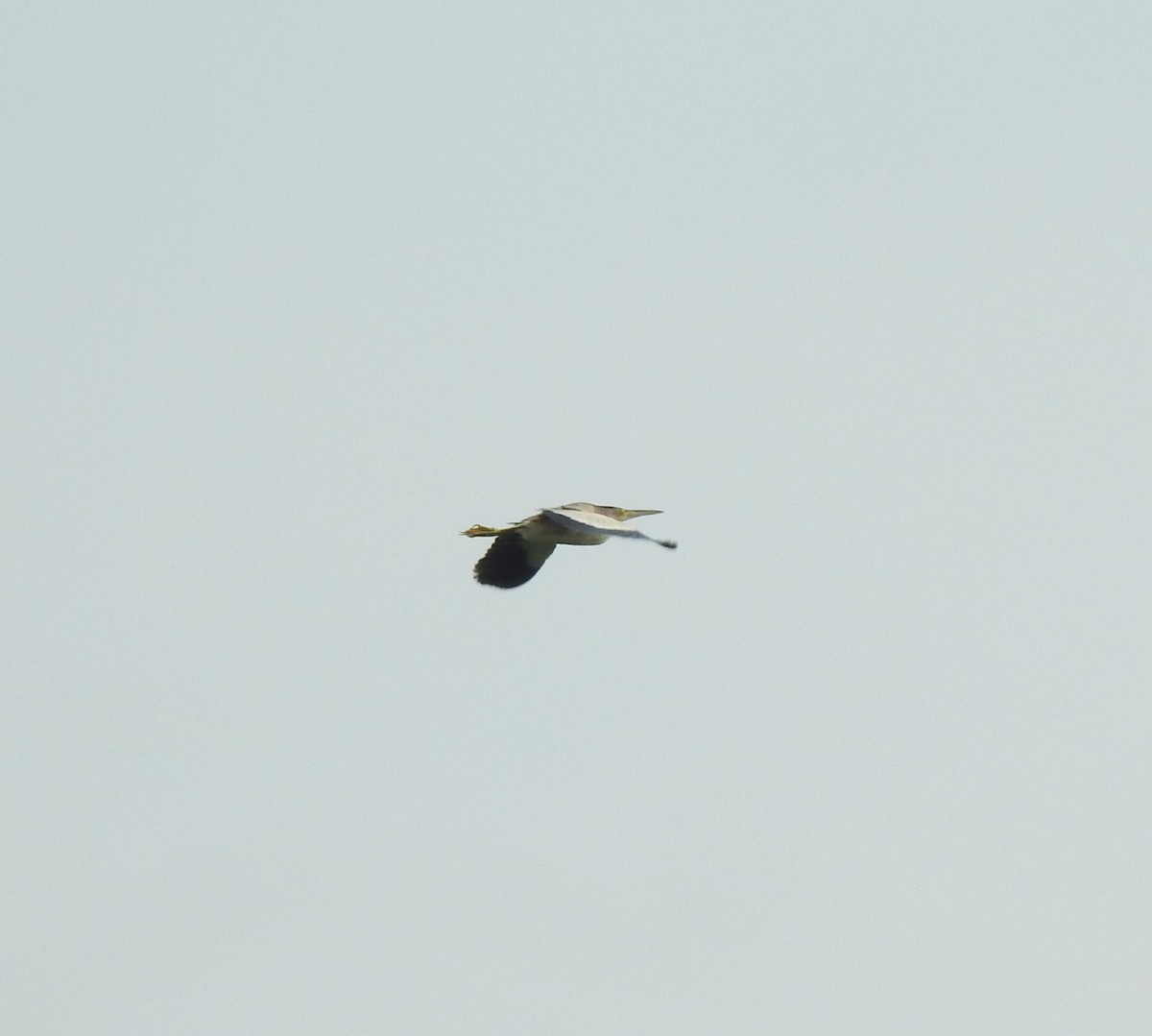 Yellow Bittern - ML624109645