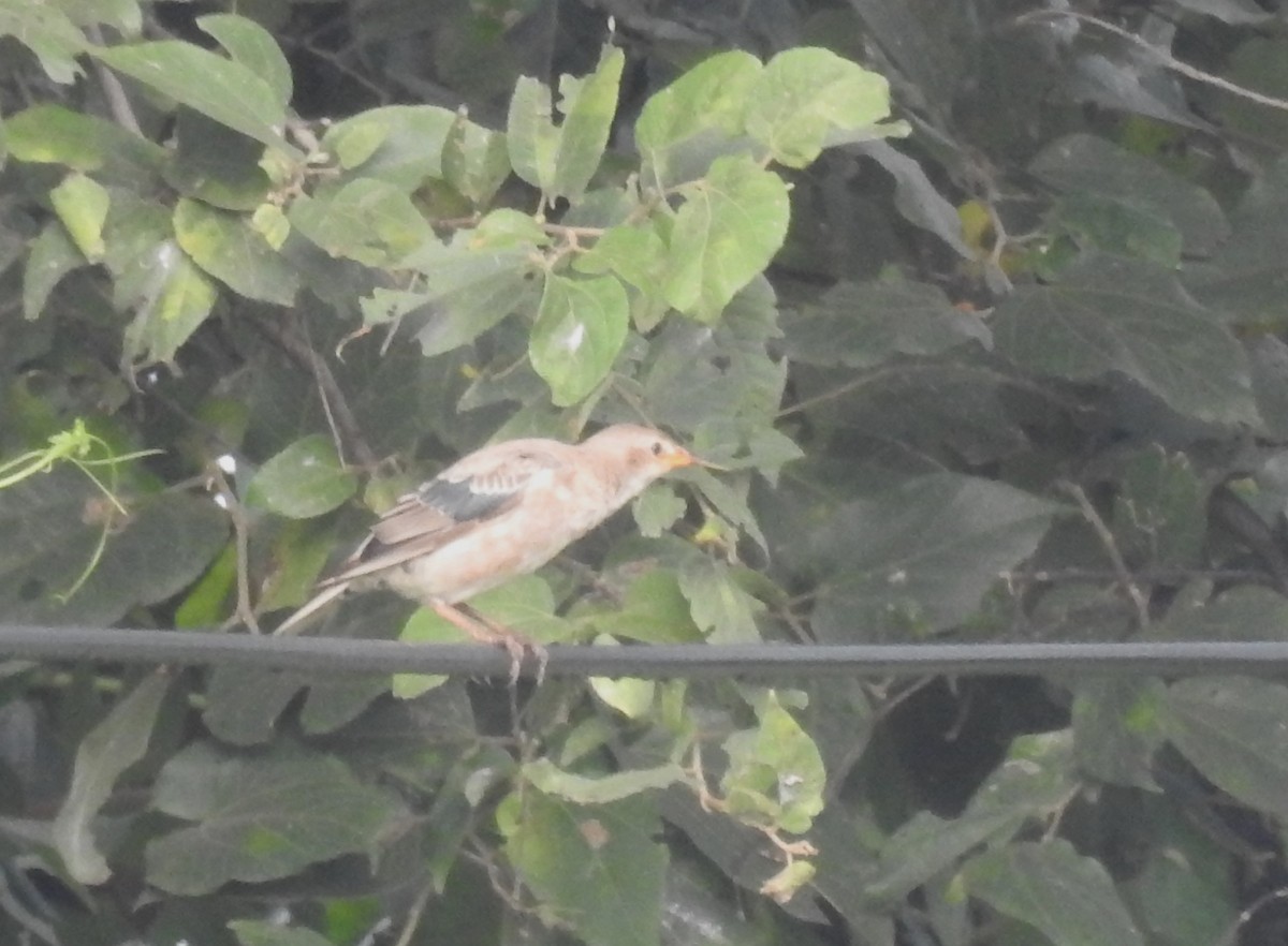 Rosy Starling - ML624109663