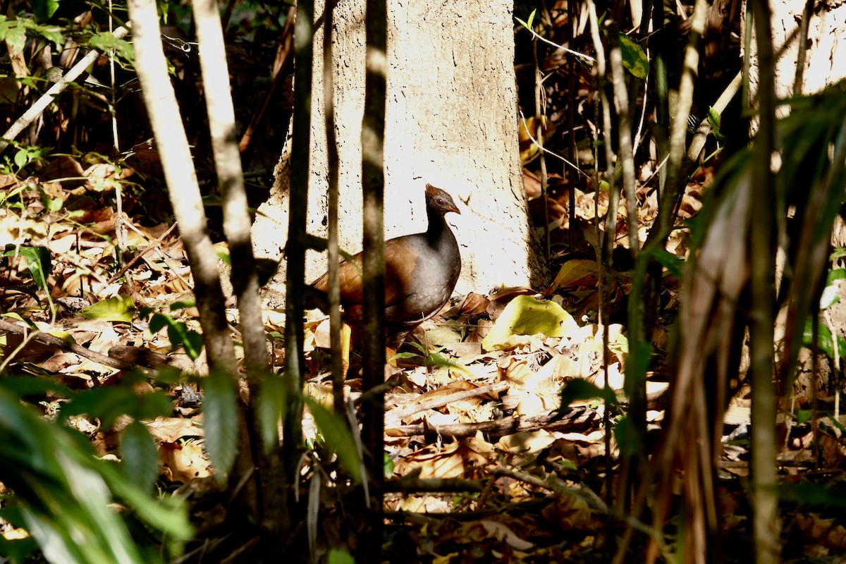 Orange-footed Megapode - ML624109668