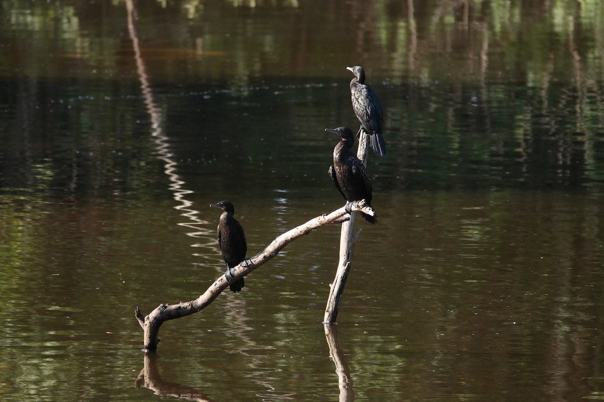 Little Black Cormorant - Sophie Bérubé