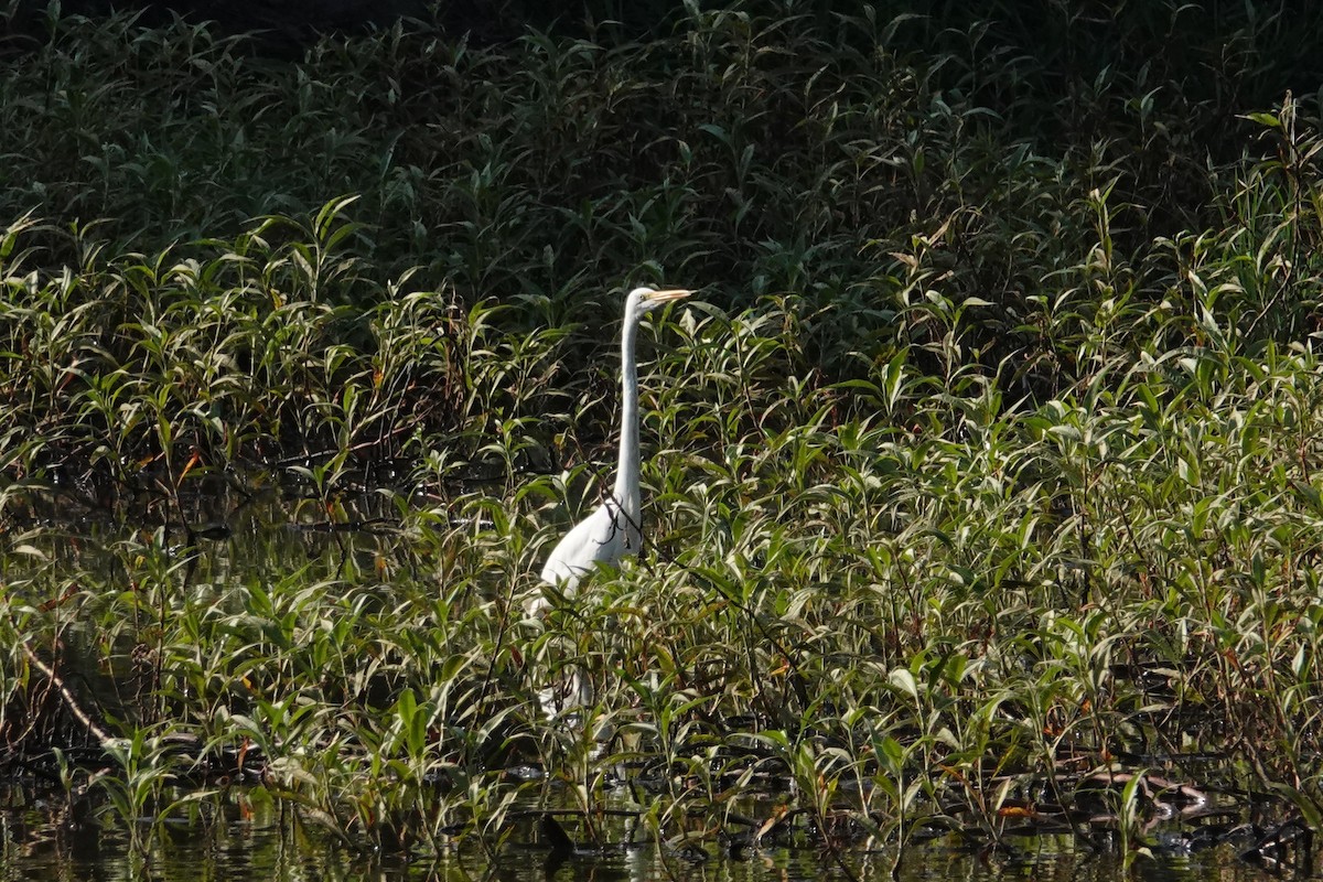 Great Egret - Sophie Bérubé