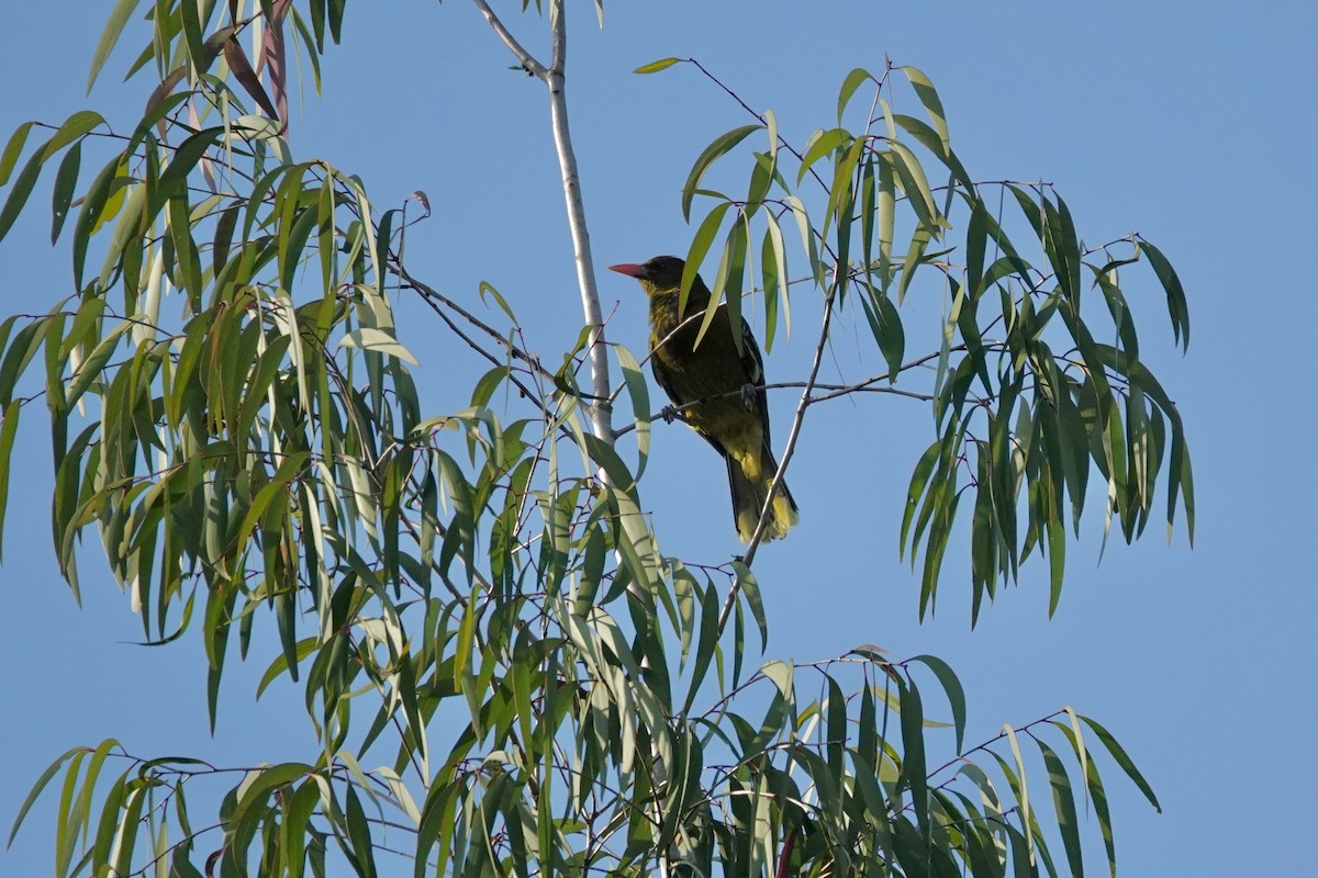 Green Oriole - ML624109692