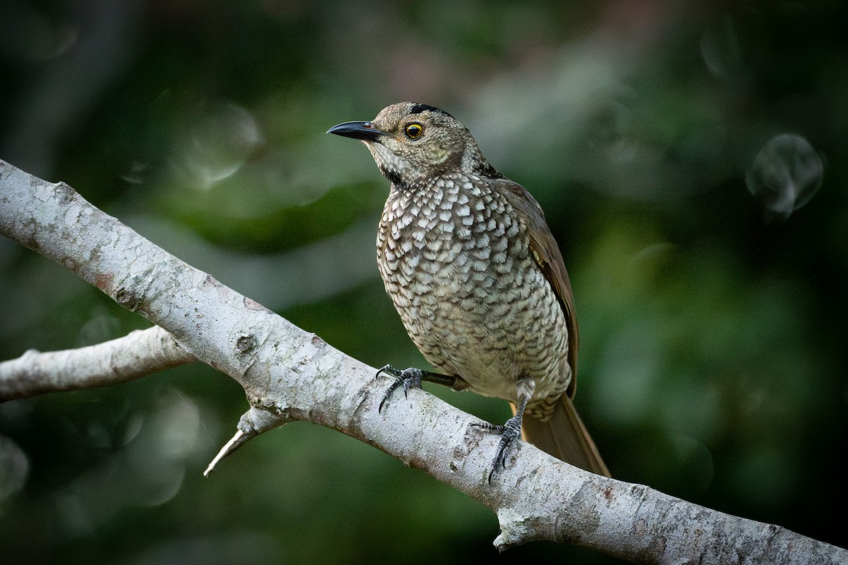 Regent Bowerbird - ML624109694