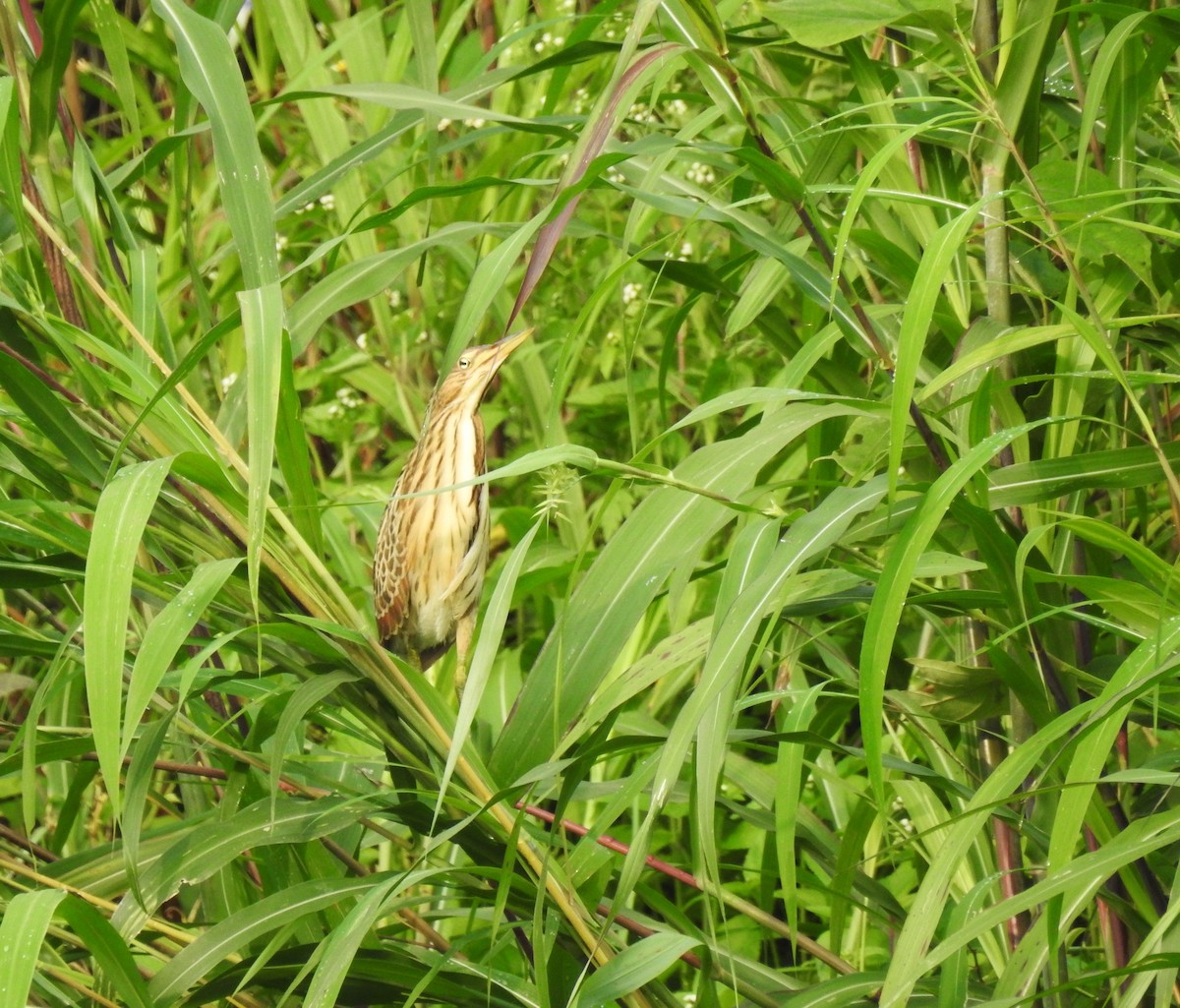 Cinnamon Bittern - ML624109700