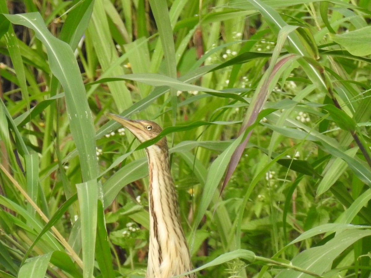 Cinnamon Bittern - Deepali Watve