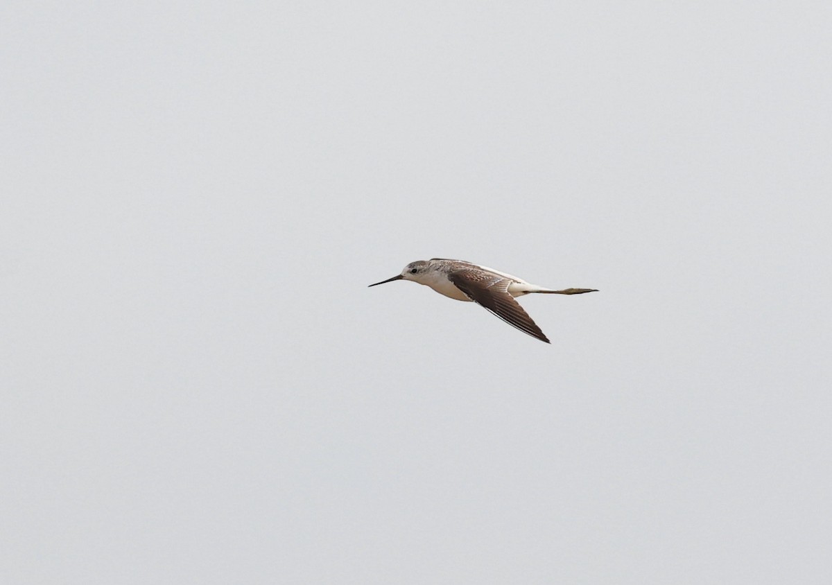 Marsh Sandpiper - ML624109704