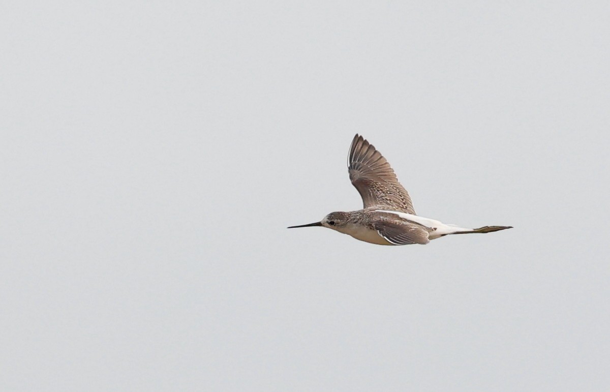 Marsh Sandpiper - ML624109705