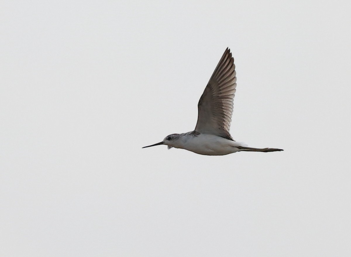 Marsh Sandpiper - ML624109706