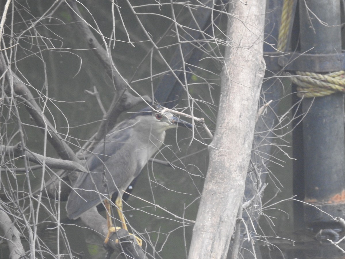 Black-crowned Night Heron - Deepali Watve