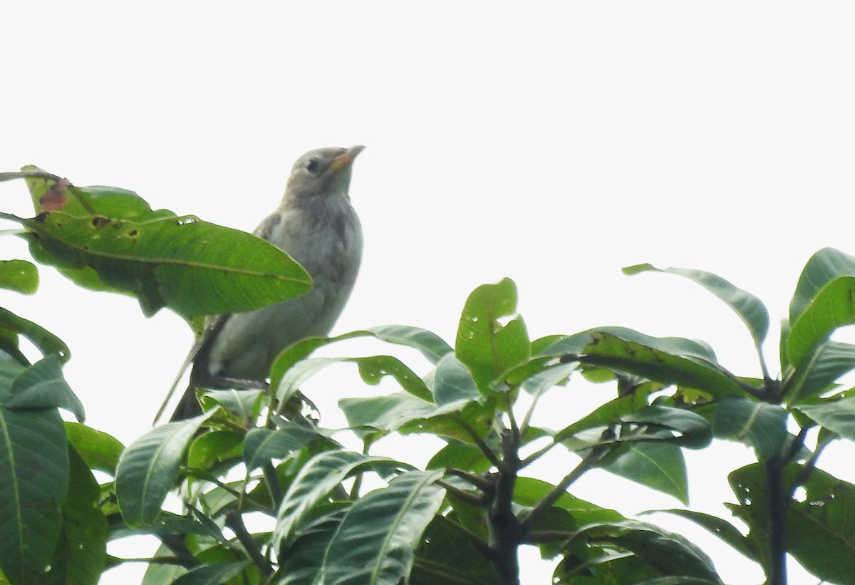 Rosy Starling - ML624109711