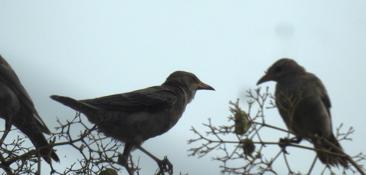 Rosy Starling - ML624109712