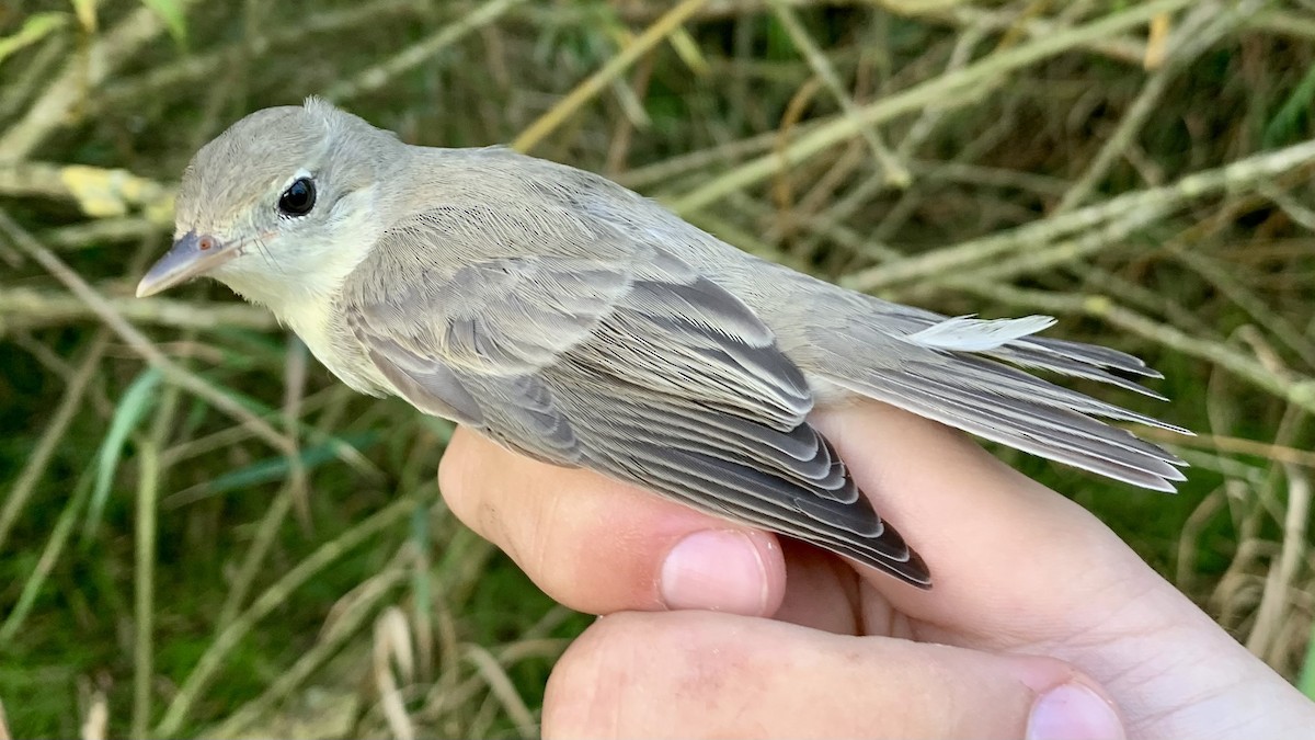 Icterine Warbler - ML624109723