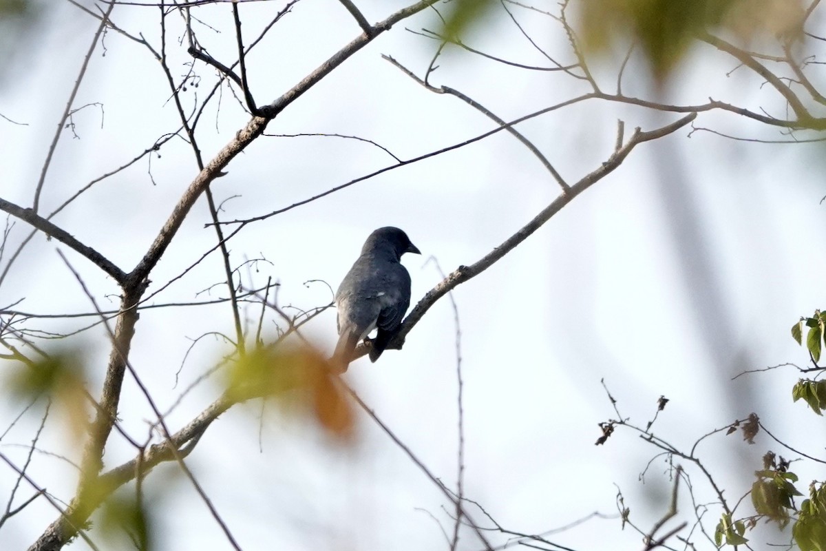 Javan Cuckooshrike - Kenna Sue Trickey