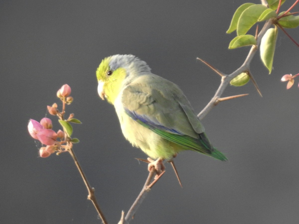 Pacific Parrotlet - ML624109737