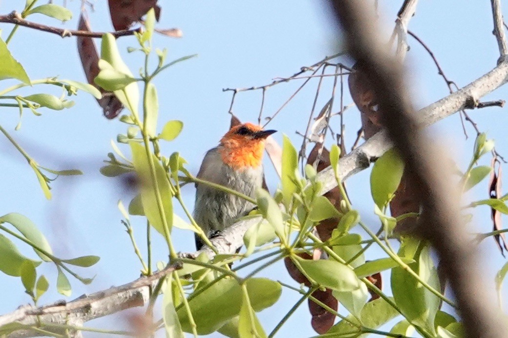 Scarlet-headed Flowerpecker - ML624109757