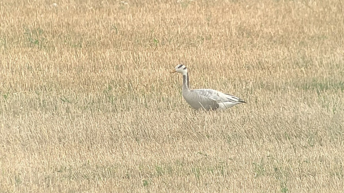 Bar-headed Goose - Simon Kiesé