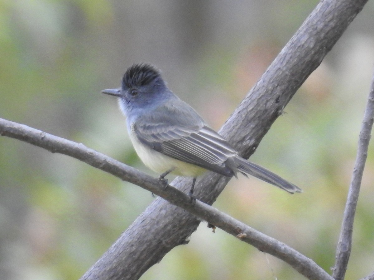 Sooty-crowned Flycatcher - ML624109766