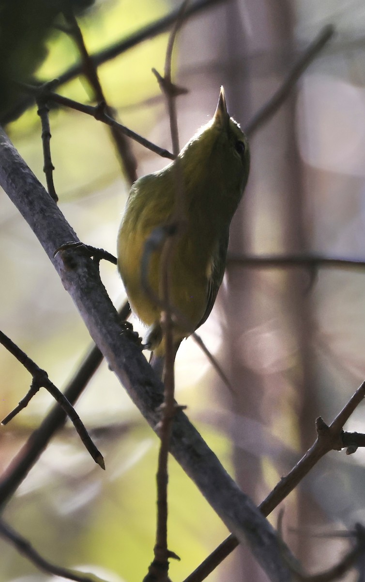 Orange-crowned Warbler - ML624109767