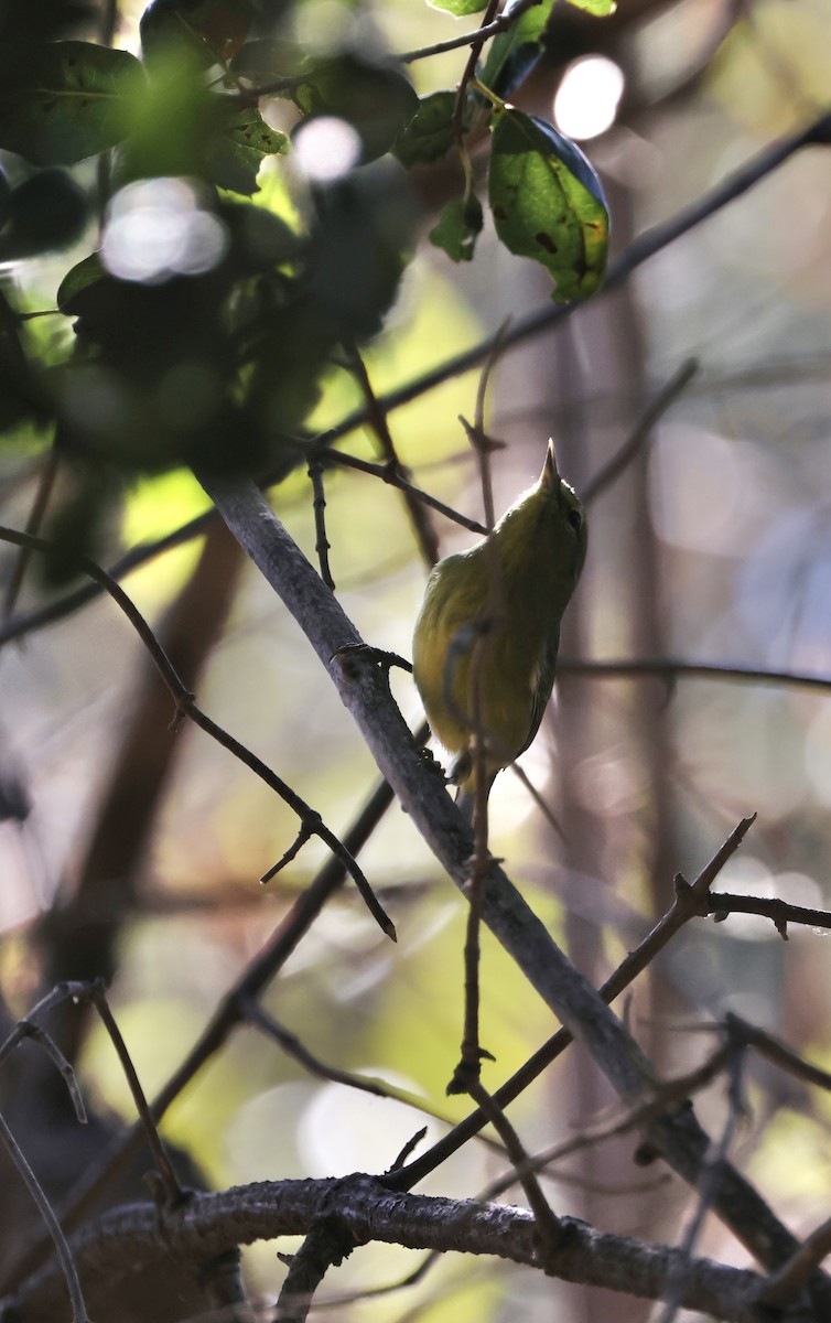 Orange-crowned Warbler - J. Breckenridge