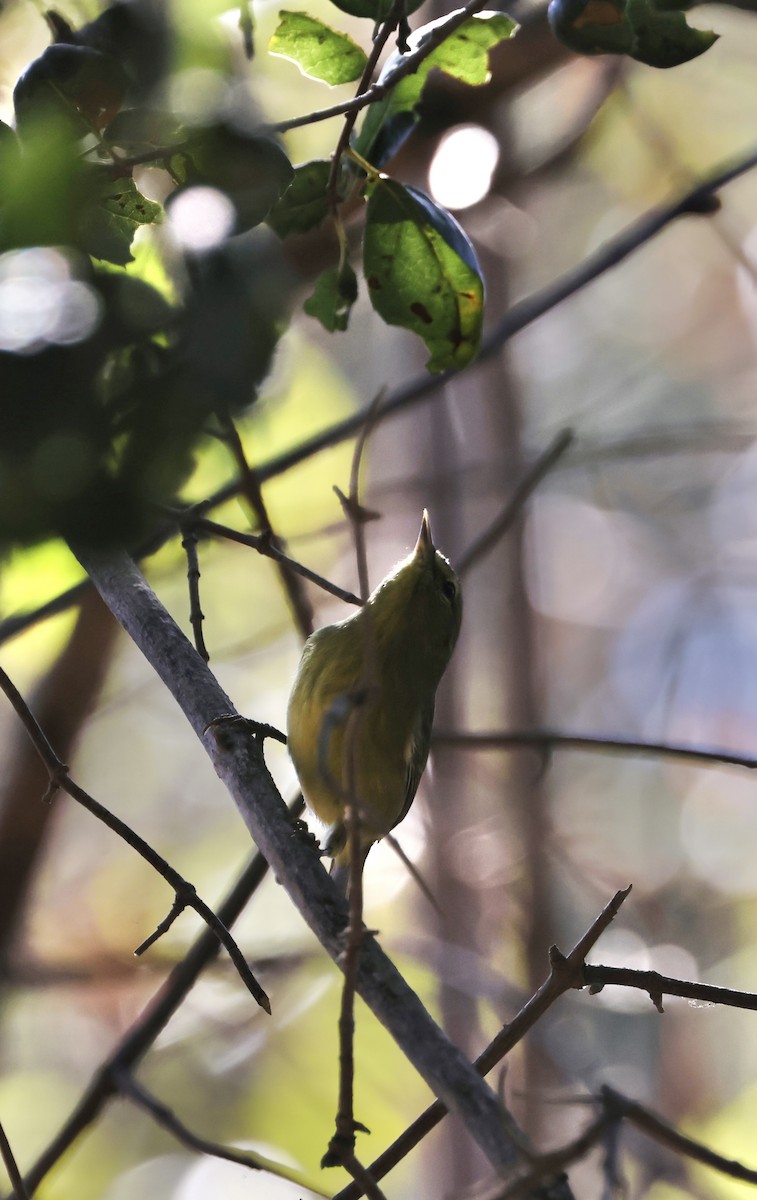 Orange-crowned Warbler - ML624109769