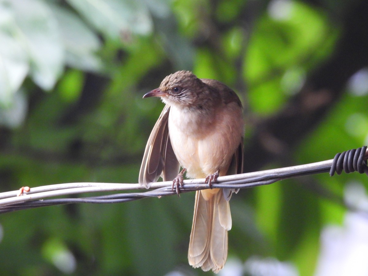 Streak-eared Bulbul - ML624109771