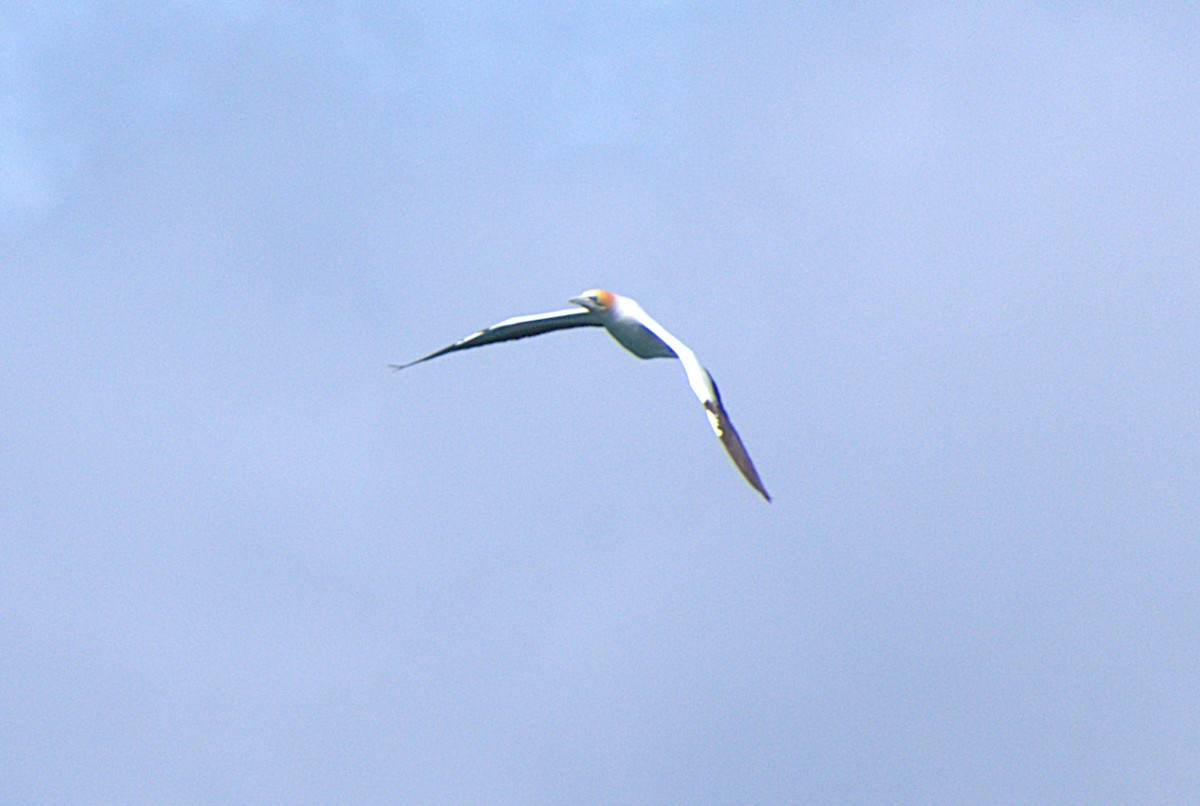 Australasian Gannet - ML624109772