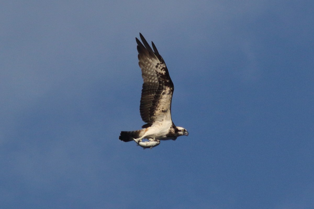 Osprey - ML624109863