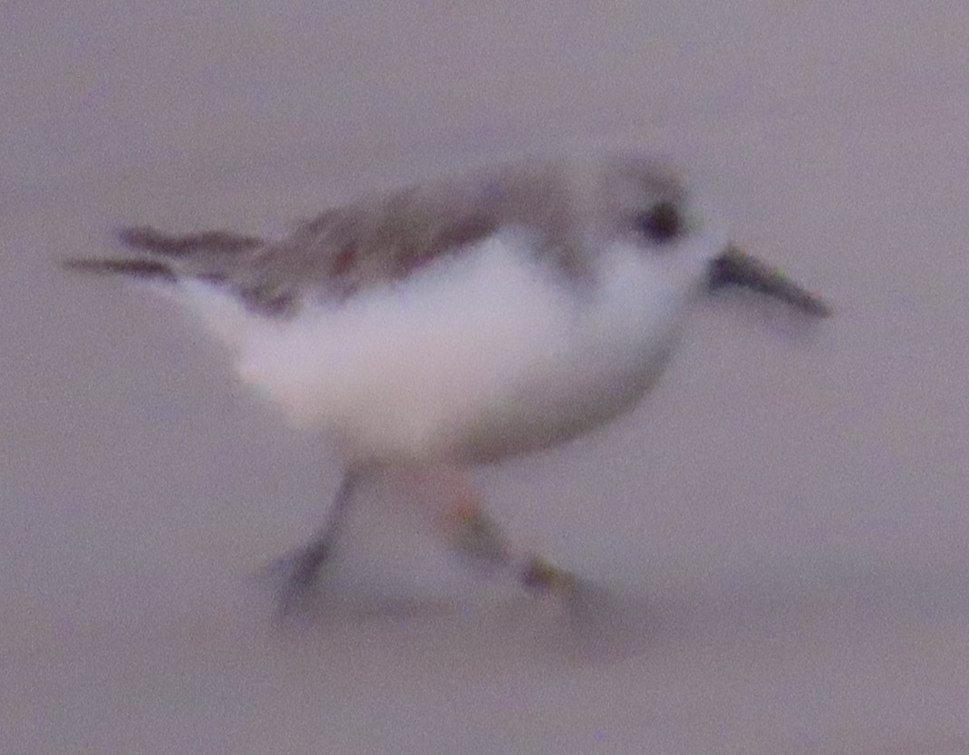 Sanderling - ML624109901