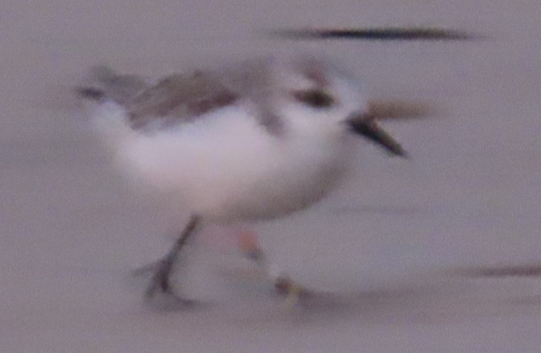 Sanderling - ML624109902