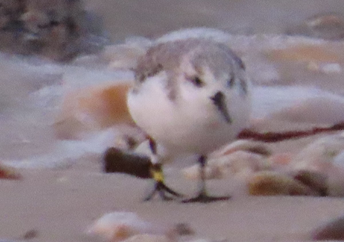 Sanderling - ML624109903