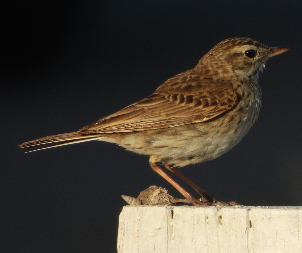 Australian Pipit - ML624109967