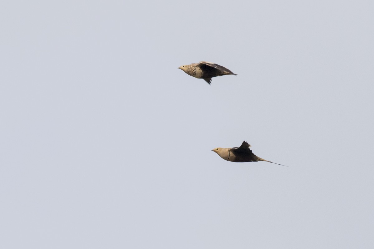 Chestnut-bellied Sandgrouse - ML624109996