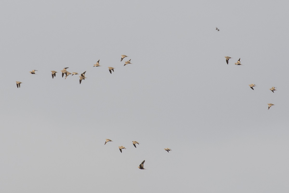 Chestnut-bellied Sandgrouse - ML624109997