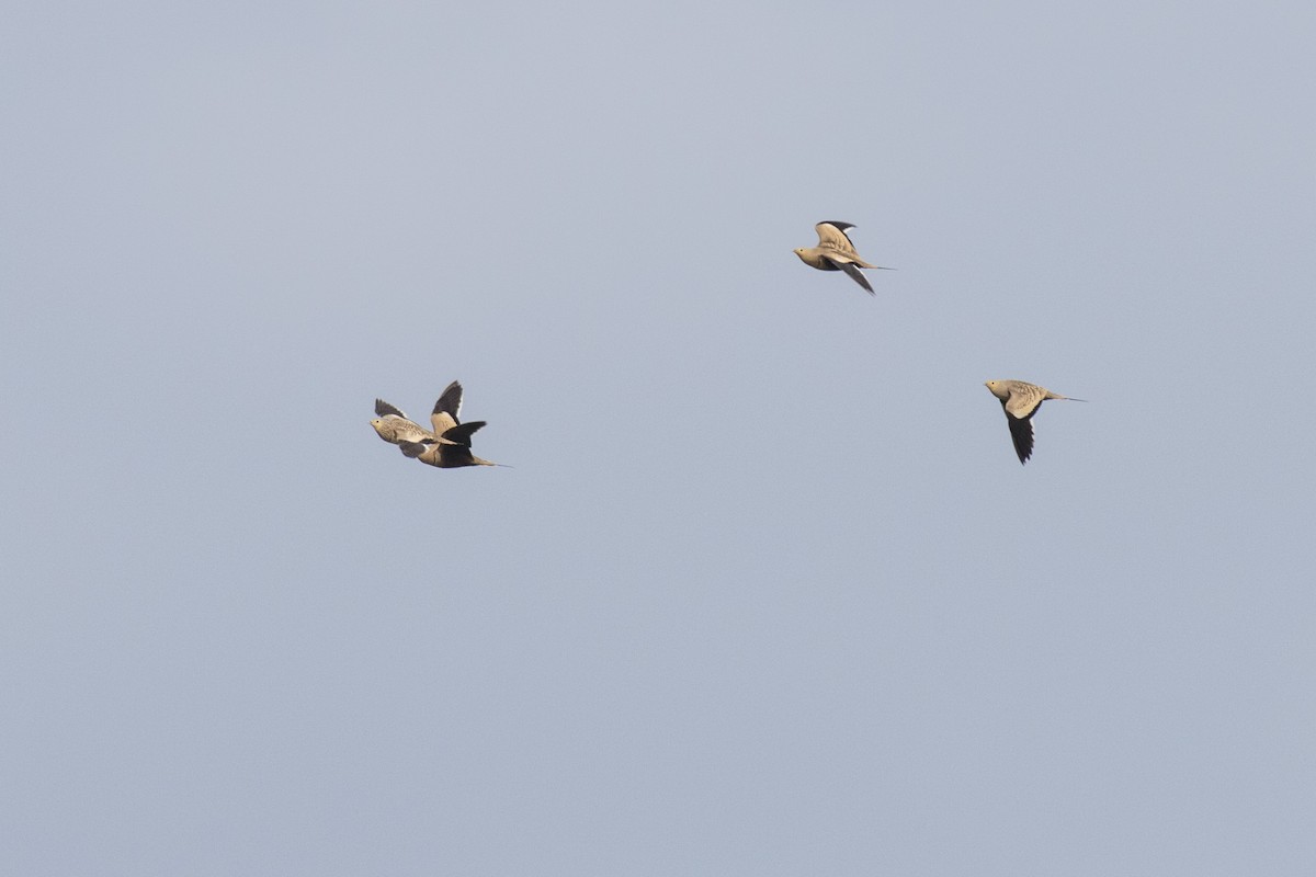 Chestnut-bellied Sandgrouse - ML624109998