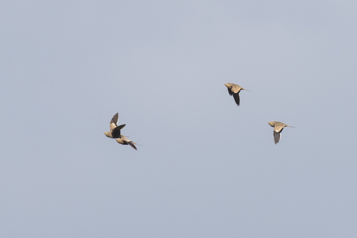 Chestnut-bellied Sandgrouse - ML624109999