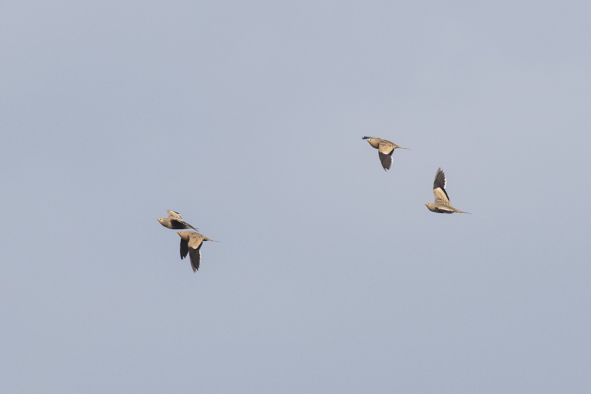 Chestnut-bellied Sandgrouse - ML624110000