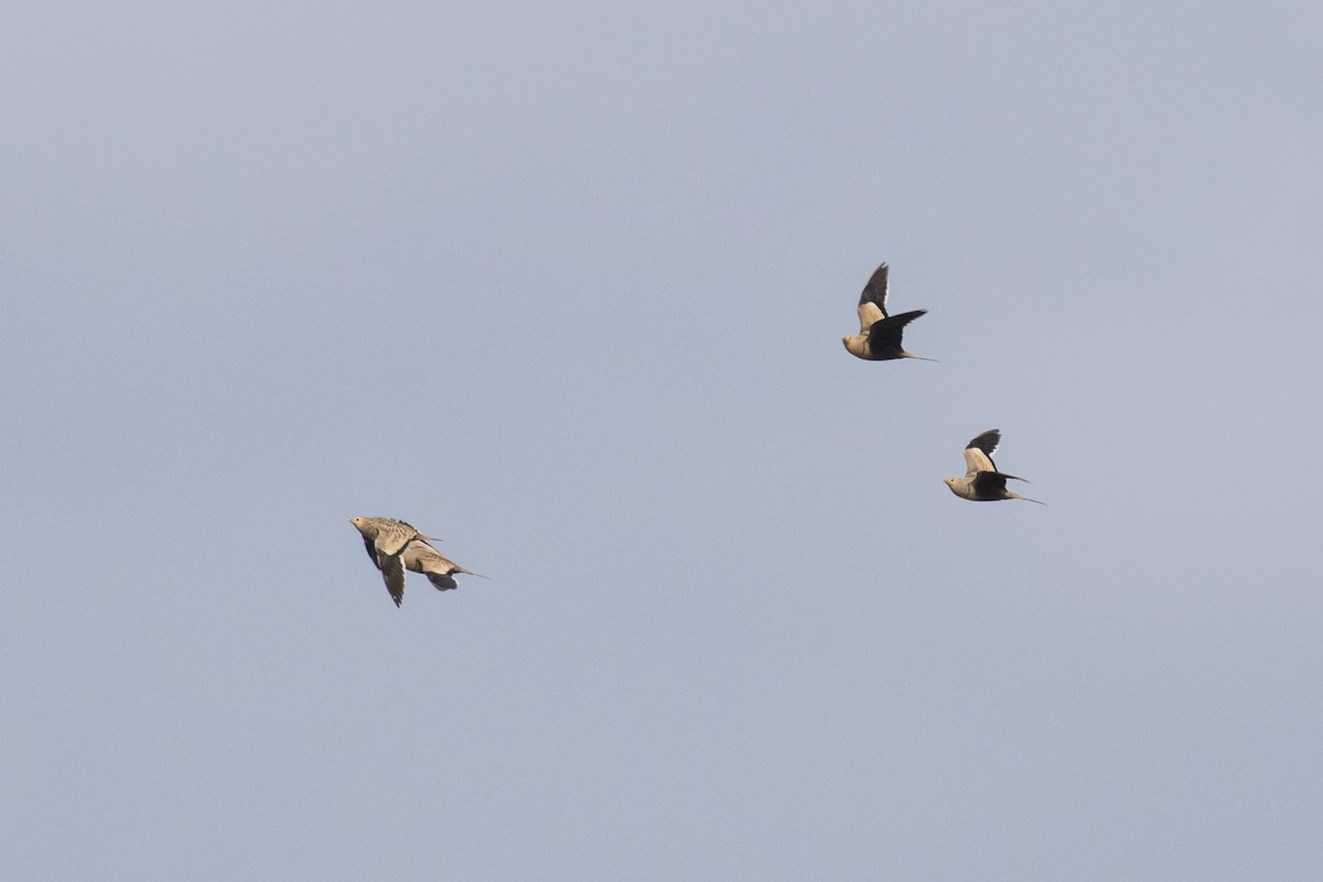 Chestnut-bellied Sandgrouse - ML624110001