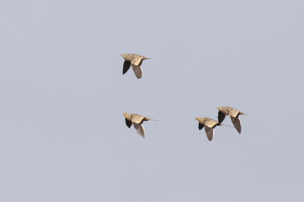 Chestnut-bellied Sandgrouse - ML624110002