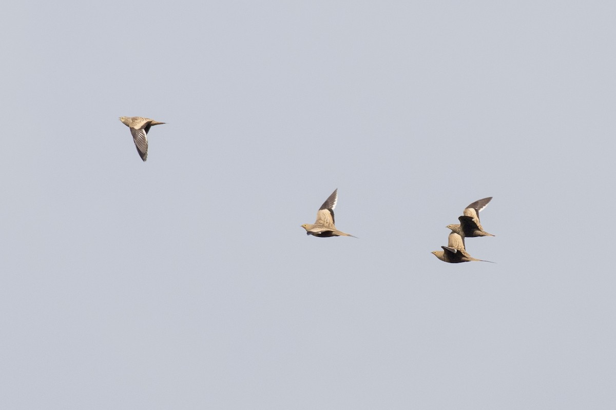 Chestnut-bellied Sandgrouse - ML624110003