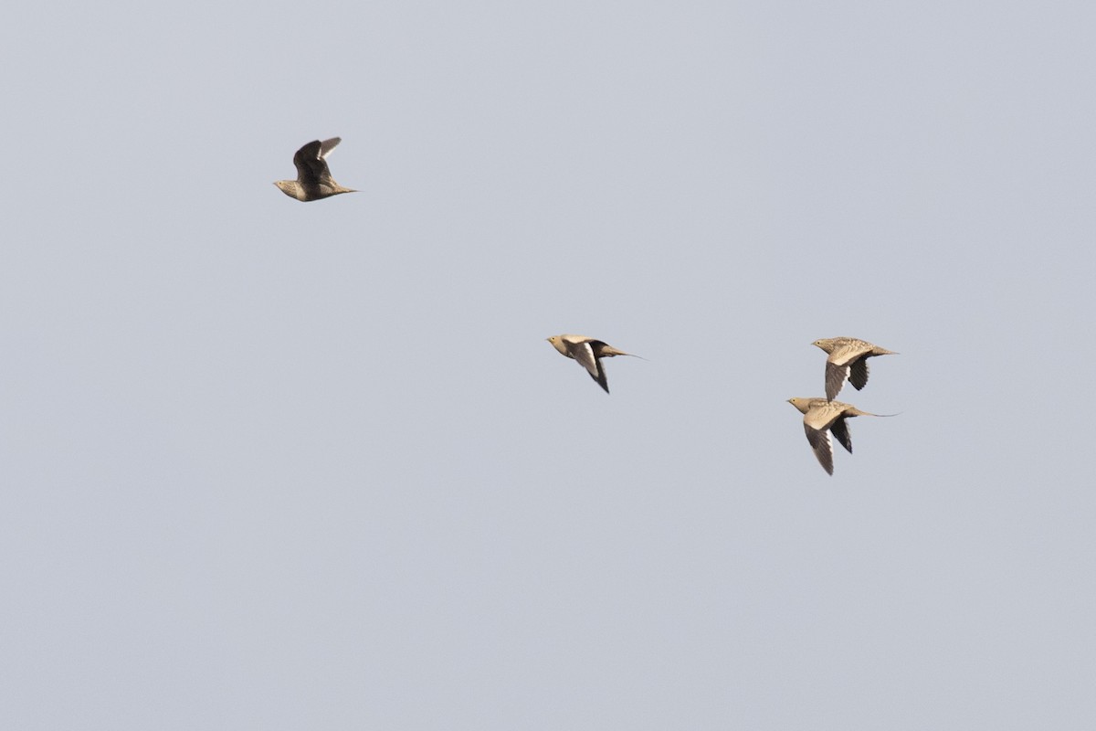 Chestnut-bellied Sandgrouse - ML624110004