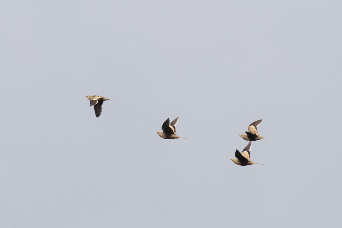 Chestnut-bellied Sandgrouse - ML624110005