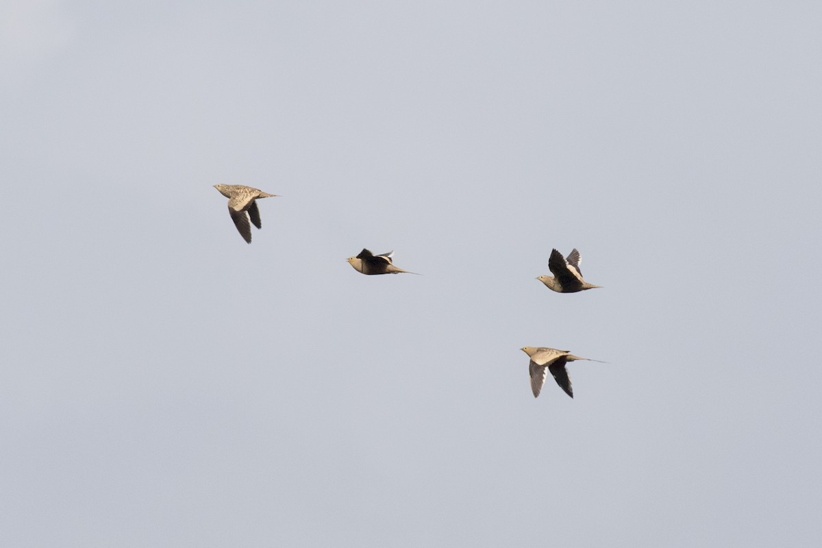 Chestnut-bellied Sandgrouse - ML624110006