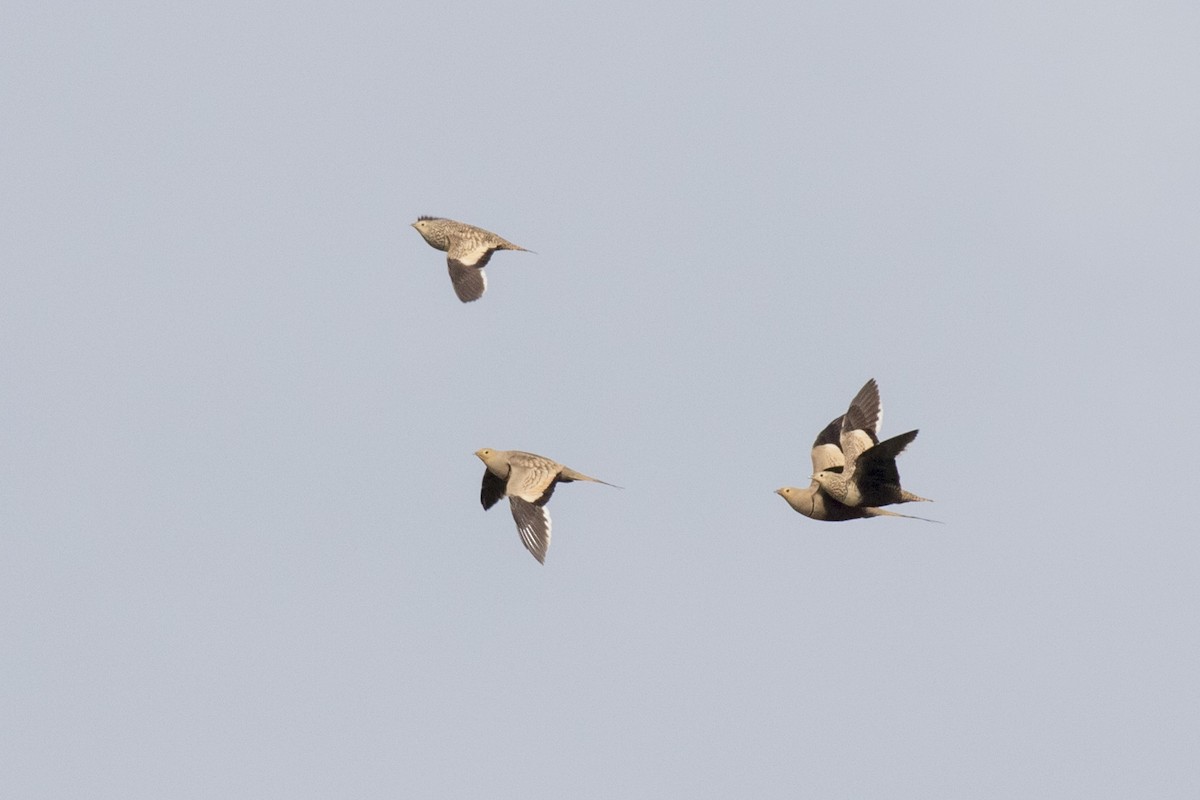 Chestnut-bellied Sandgrouse - ML624110007