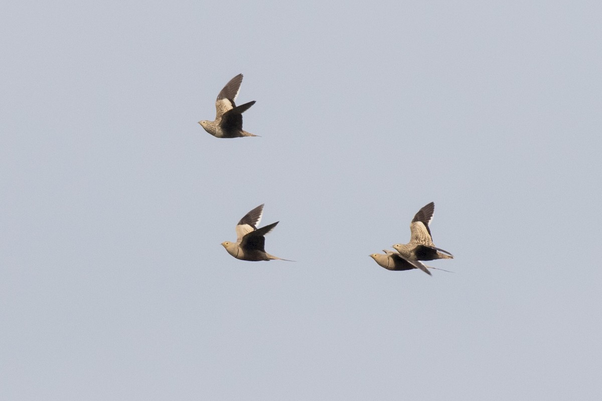 Chestnut-bellied Sandgrouse - ML624110008