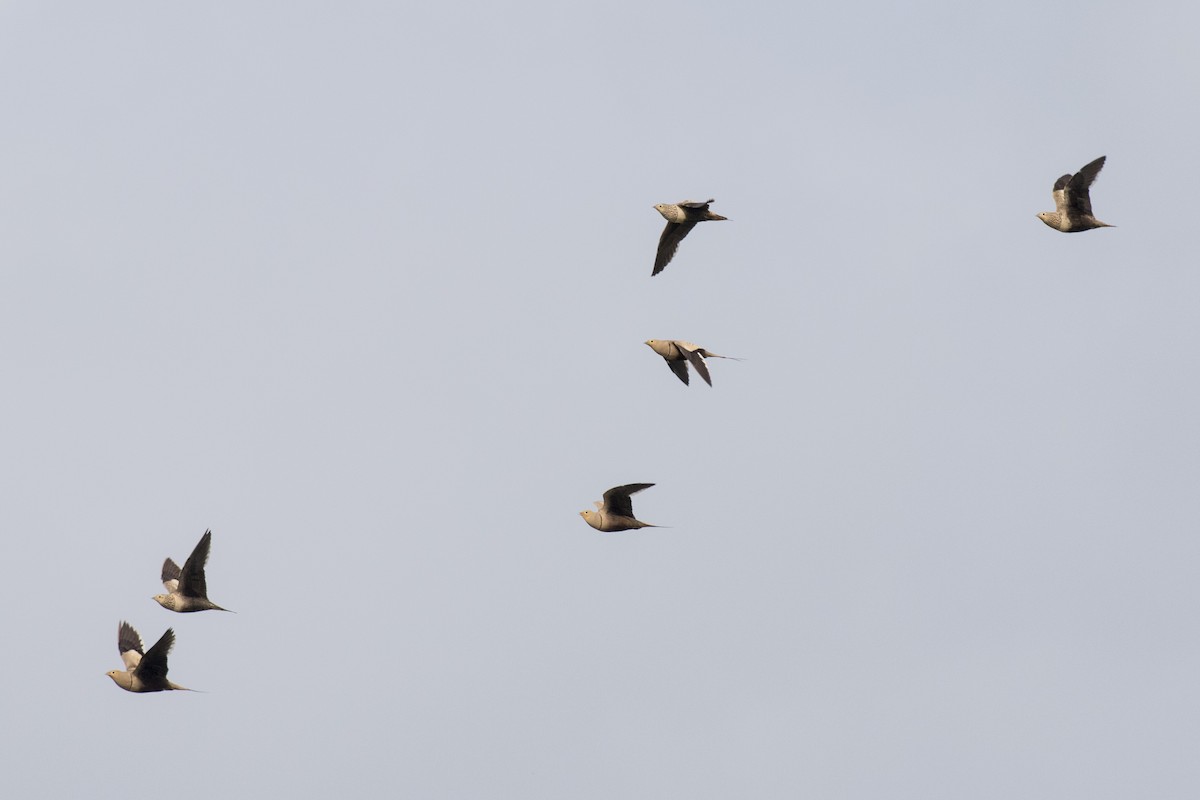 Chestnut-bellied Sandgrouse - ML624110009