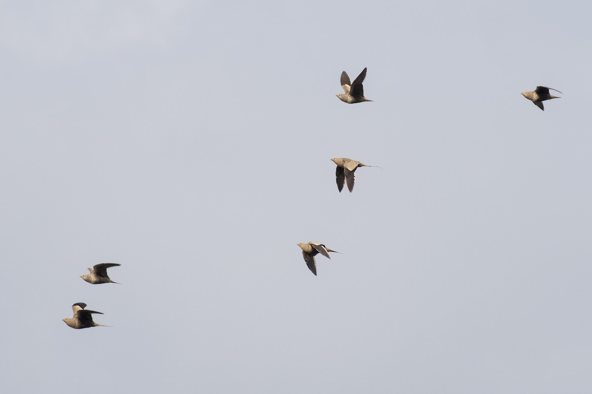 Chestnut-bellied Sandgrouse - ML624110010