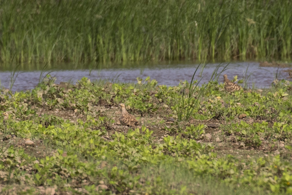 Chestnut-bellied Sandgrouse - ML624110014