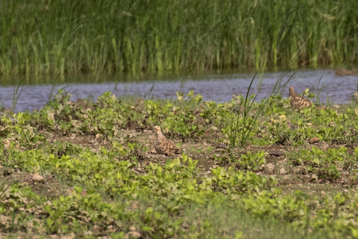 Chestnut-bellied Sandgrouse - ML624110015